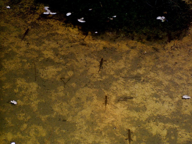 Il Laghetto del Centro di Entomologia - Piombino (LI)